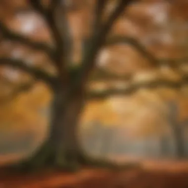 The Majesty of Oak Trees in Autumn A majestic oak tree showcasing the vibrant autumn foliage of New York State.