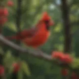 A colorful cardinal perched on a branch, showcasing its striking red plumage.