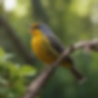 A close-up of a warbler singing atop a branch, capturing its vibrant colors.