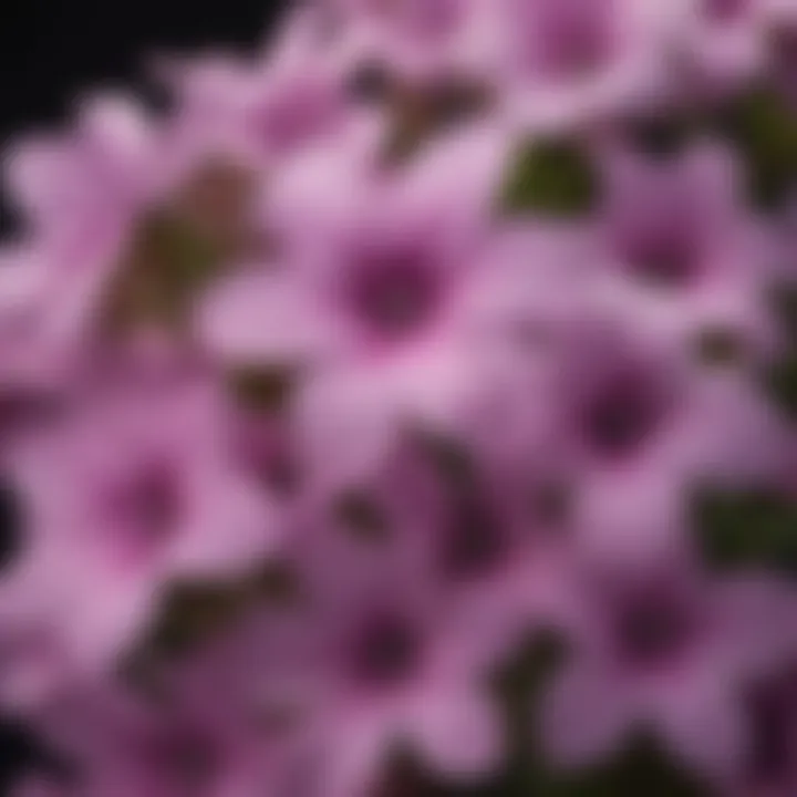 Close-up of Phlox flowers showcasing their intricate petal structure.