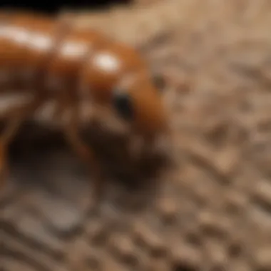 Close-up of Reticulitermes worker termite showcasing its anatomy.