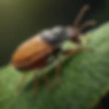 Close-up of a spittlebug nymph on a leaf