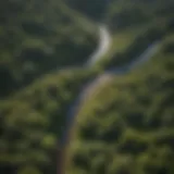 Aerial view of a woodland illustrating the effects of surface runoff potential on vegetation patterns.