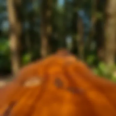 Notable Understanding Teak Color: More Than Just Aesthetics Notable Understanding Teak Color: More Than Just Aesthetics