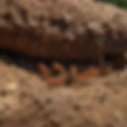 Close-up view of a termite colony in Louisiana soil