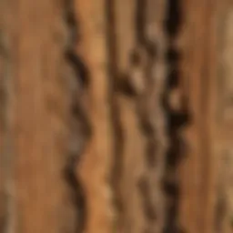 A close-up view of termite treated wood showcasing its protective features