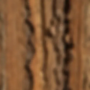 A close-up view of termite treated wood showcasing its protective features