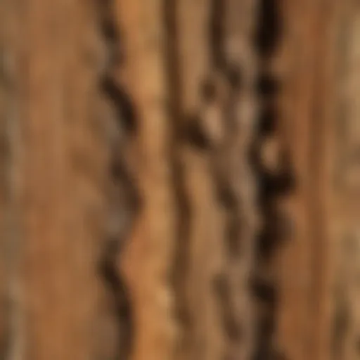 A close-up view of termite treated wood showcasing its protective features