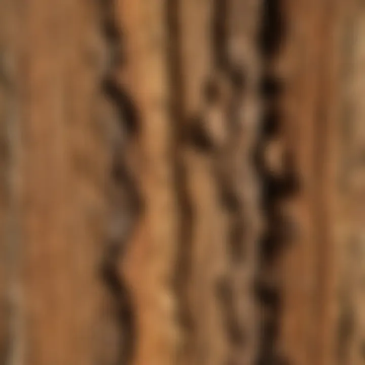 A close-up view of termite treated wood showcasing its protective features