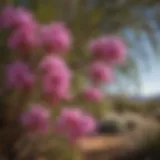 Desert Willow tree in bloom showcasing vibrant flowers