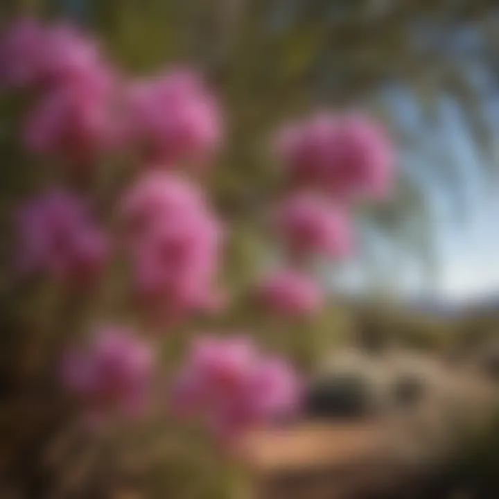 Desert Willow tree in bloom showcasing vibrant flowers