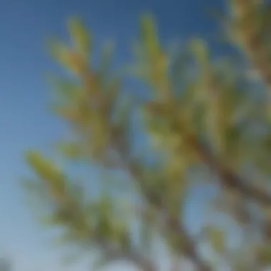 Close-up of Desert Willow leaves against a clear sky