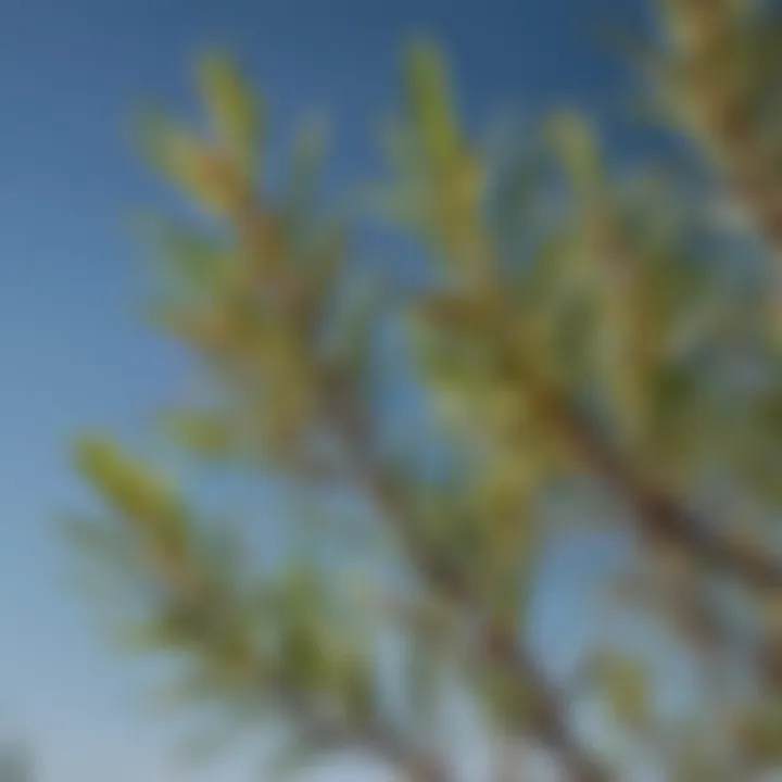 Close-up of Desert Willow leaves against a clear sky