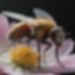 A close-up of a fly on a blooming flower illustrating pollination