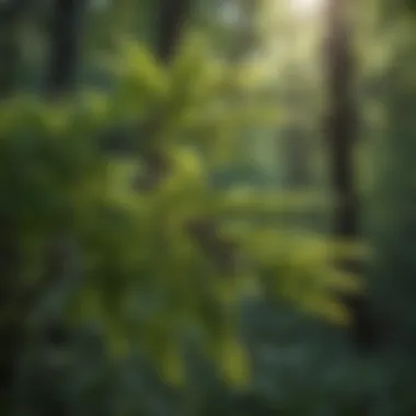 Elderberry bush in a forest setting showcasing its lush foliage and natural habitat