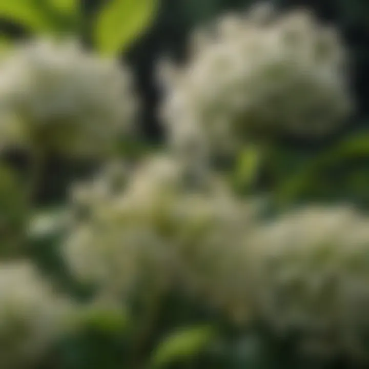 Close-up of elderberry flowers highlighting their unique structure and arrangement