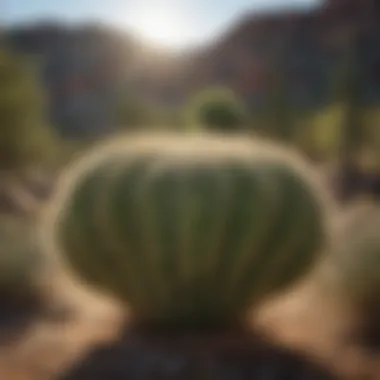 Ecological Role of Sonora Cactus in Desert Ecosystem Ecological interactions involving Sonora cactus in desert ecosystem