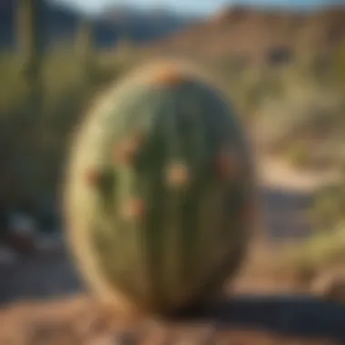 Sonora cactus in its natural desert habitat