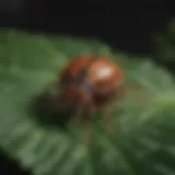 Close-up of a spotted tick on a leaf