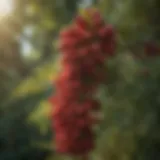 A close-up view of the Toyon tree's vibrant red berries against green foliage.