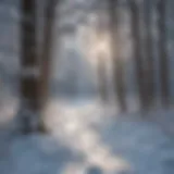 A snowy forest landscape showcasing accumulation on tree branches