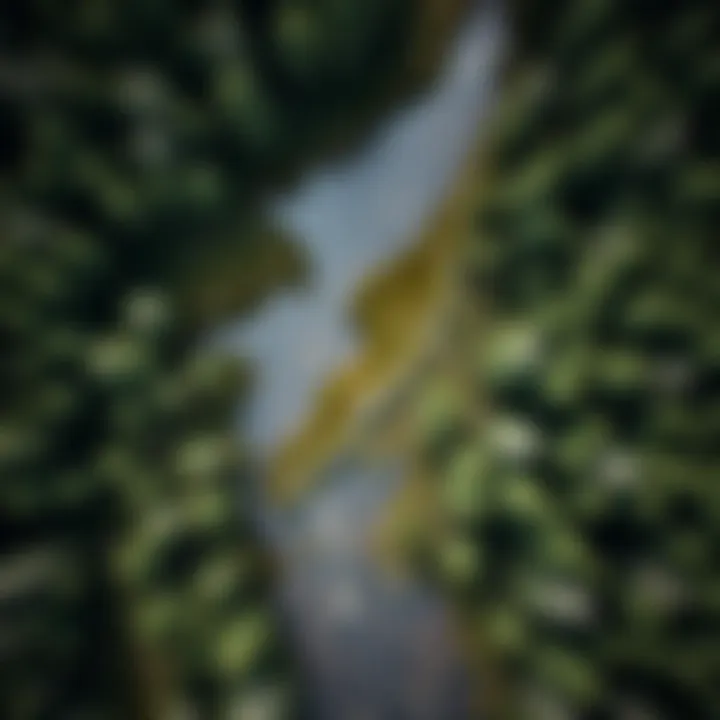 Forest Waterway Management Techniques An aerial view of a forested waterway with visible treatment areas