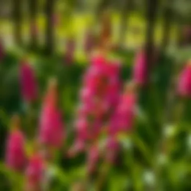 Cultivation tips for nurturing Utah Penstemon