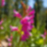 Vibrant Utah Penstemon flowers in bloom