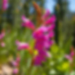 Vibrant Utah Penstemon flowers in bloom