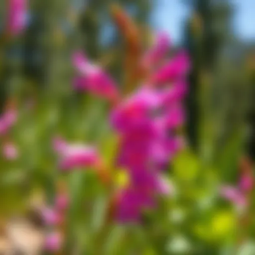 Vibrant Utah Penstemon flowers in bloom