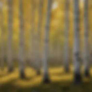 A diverse grove of aspens, highlighting their white bark and vibrant foliage.