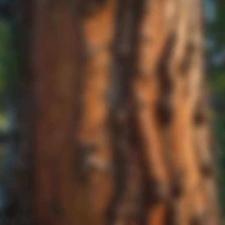 Bark texture of an ancient Juniper tree illustrating its rugged surface.