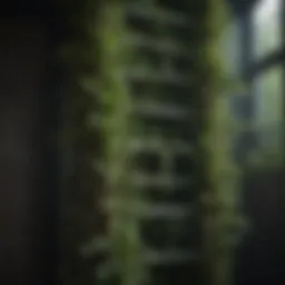 A unique ladder design aiding vertical plant growth