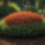 A beautiful flower bed adorned with fresh pine straw mulch