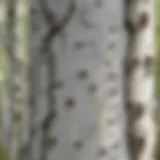 A close-up view of the distinctive bark of Whitespire Birch trees showcasing its white, peeling layers.