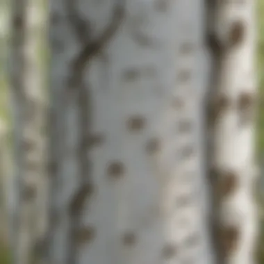 A close-up view of the distinctive bark of Whitespire Birch trees showcasing its white, peeling layers.