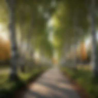 A group of mature Whitespire Birch trees lining a pathway, demonstrating their aesthetic appeal in urban settings.