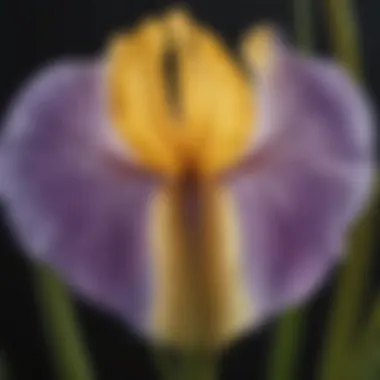 Close-up of wild iris bulb showcasing its unique structure