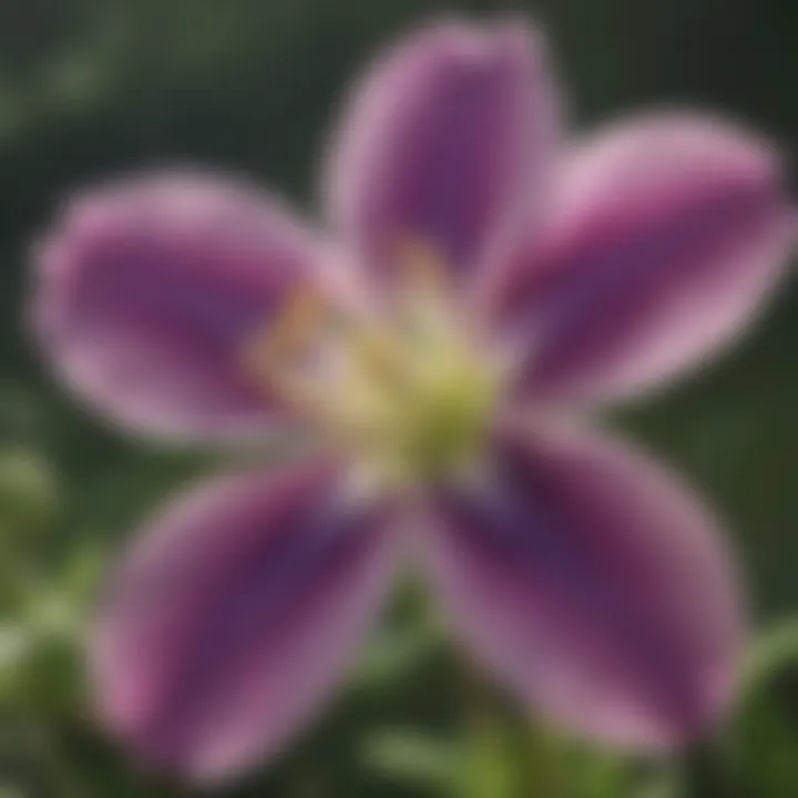 Close-up of a delicate columbine flower, Colorado's state flower