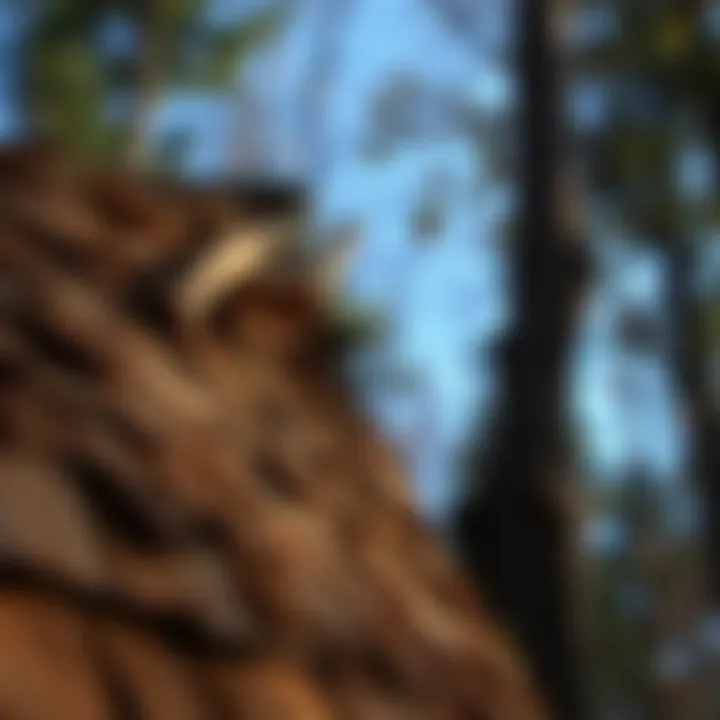 Wood Shake Installation: A Comprehensive Guide Summary